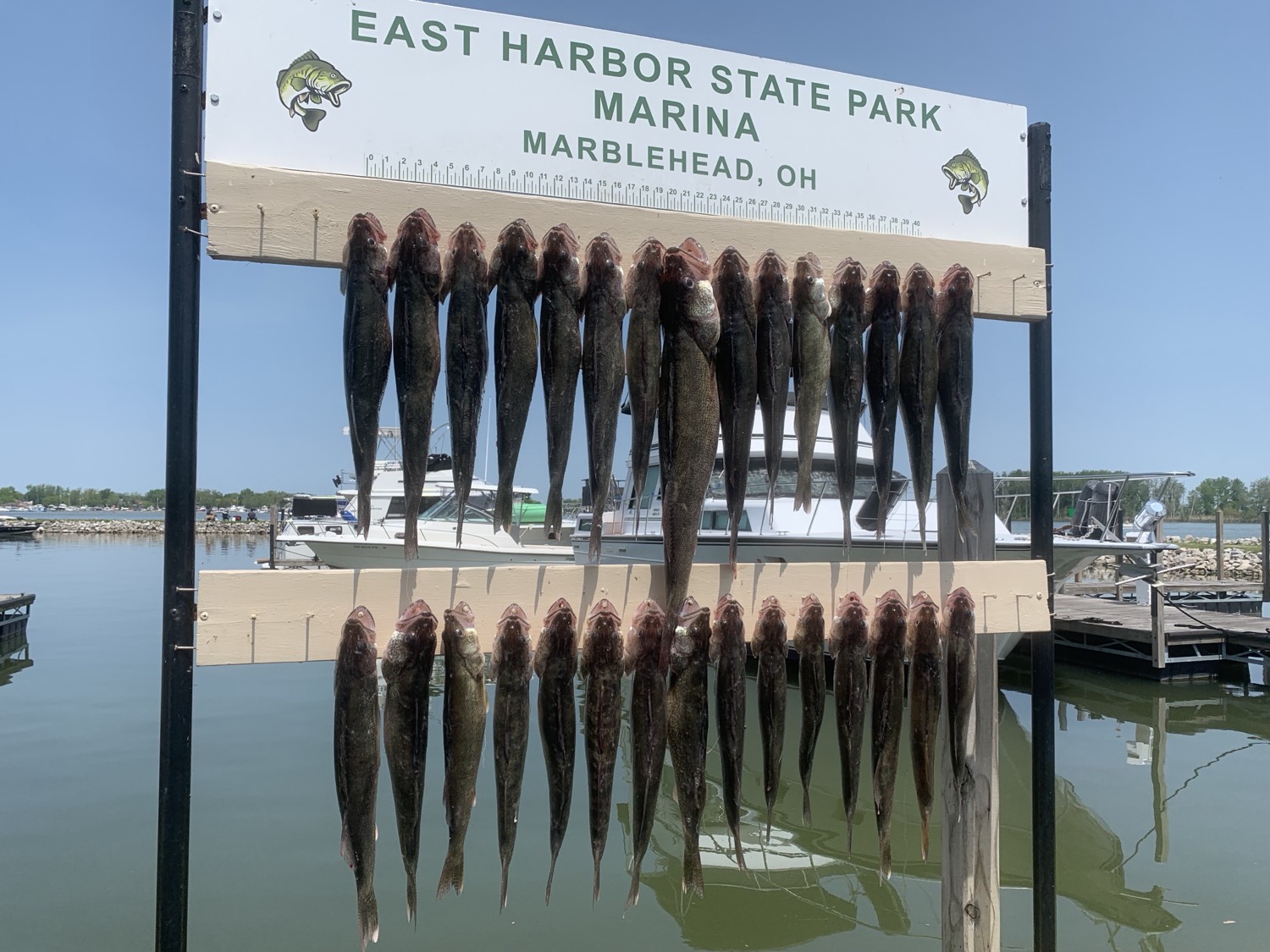 Walleye on the board at East Harbor